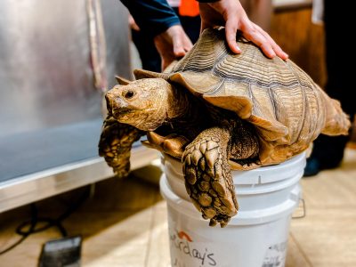 Tortoise