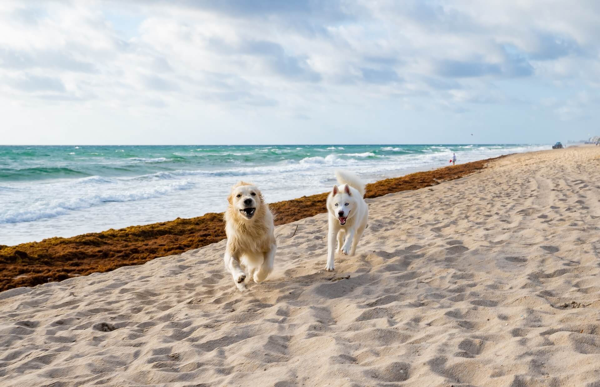 dogs running on the beach