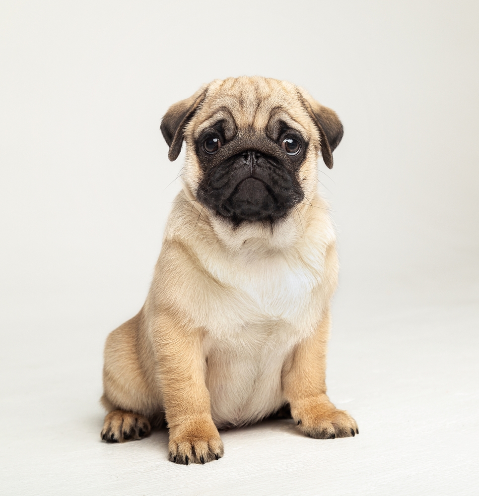 Pug