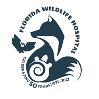 Florida Wildlife