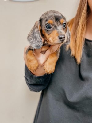puppy being held puppy being held