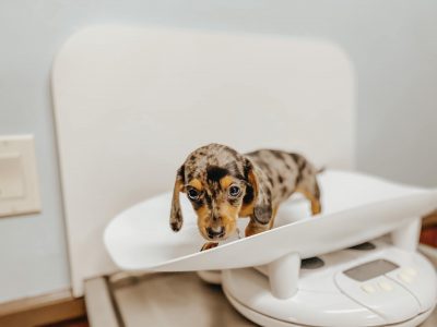puppy on scale puppy on scale