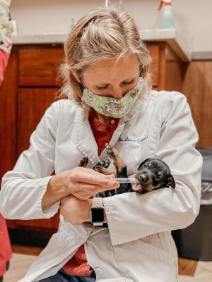 puppy getting medicine in a syringe puppy getting medicine in a syringe