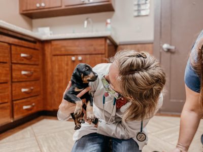 vet looking at puppy vet looking at puppy
