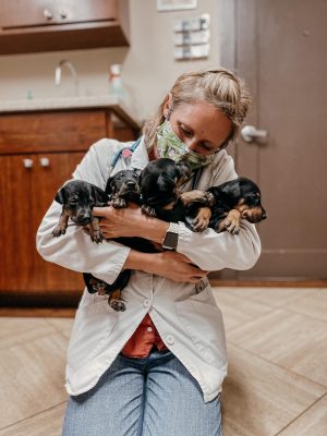 many puppies many puppies