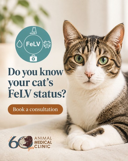 FelV