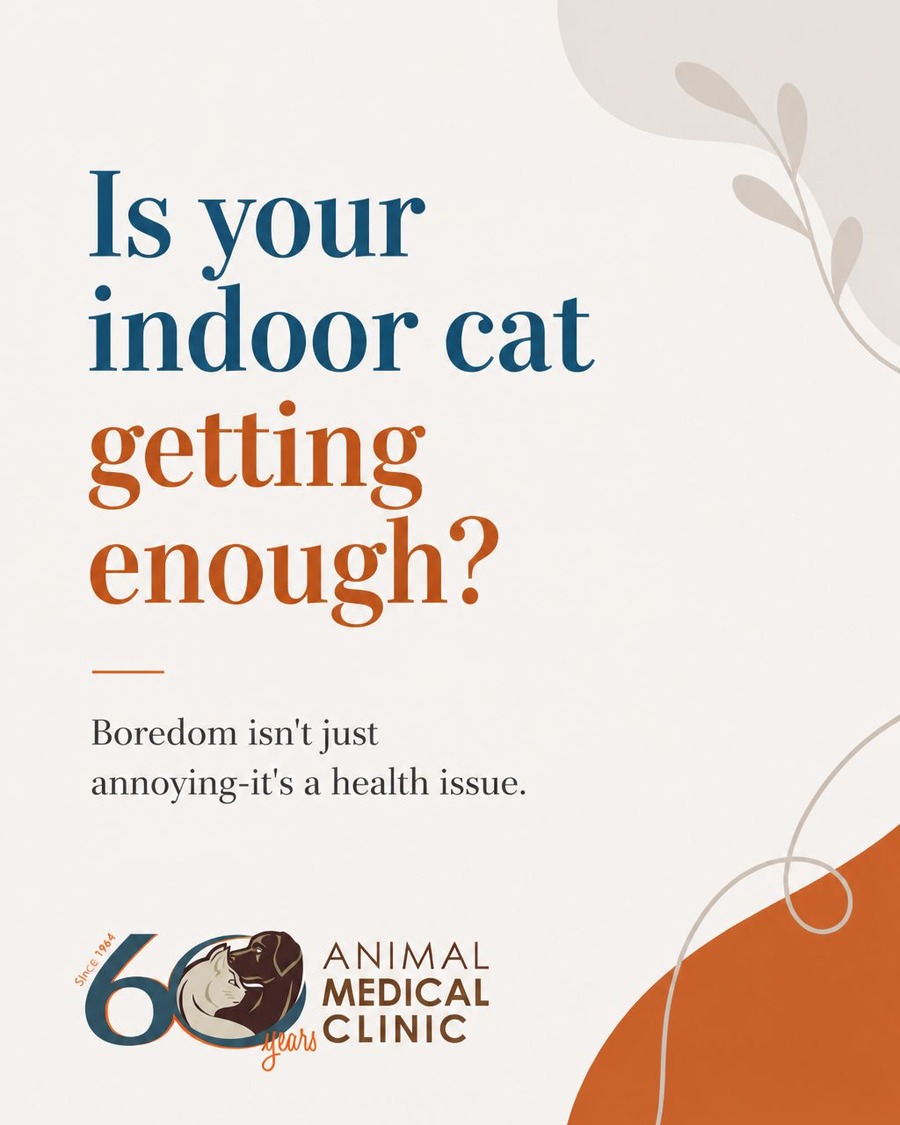 Indoor Cat Health Blog