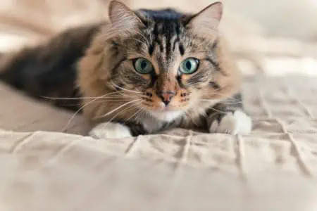 Feline Preventive Care