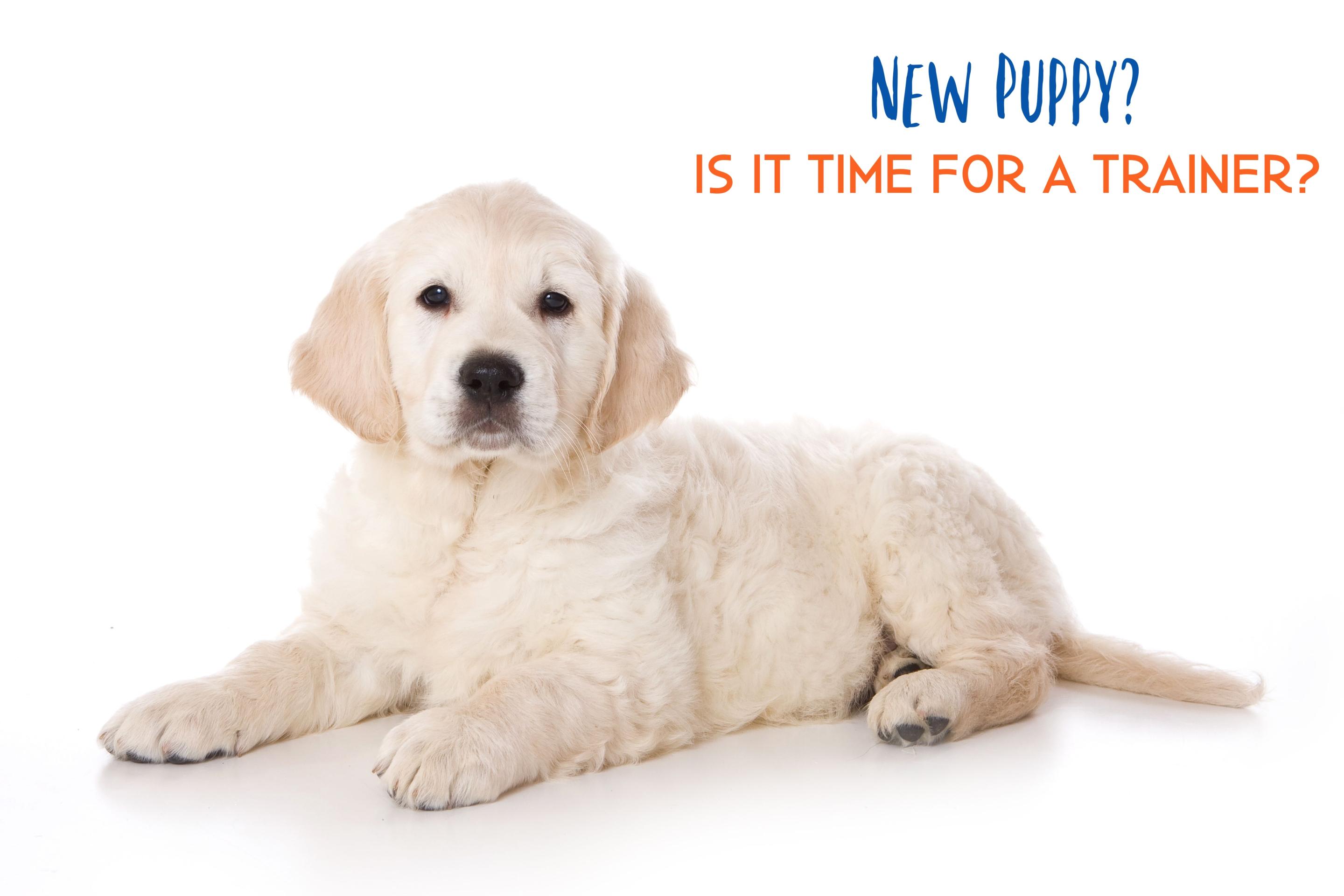 New Puppy