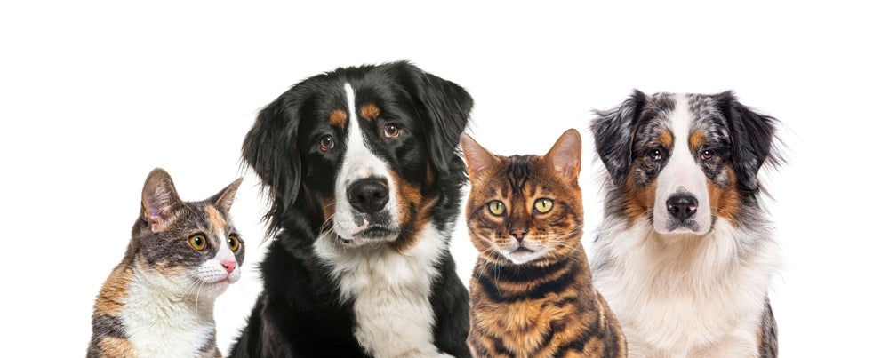 Pets Group New Patients