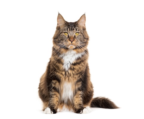 Maincoon cat Maincoon cat