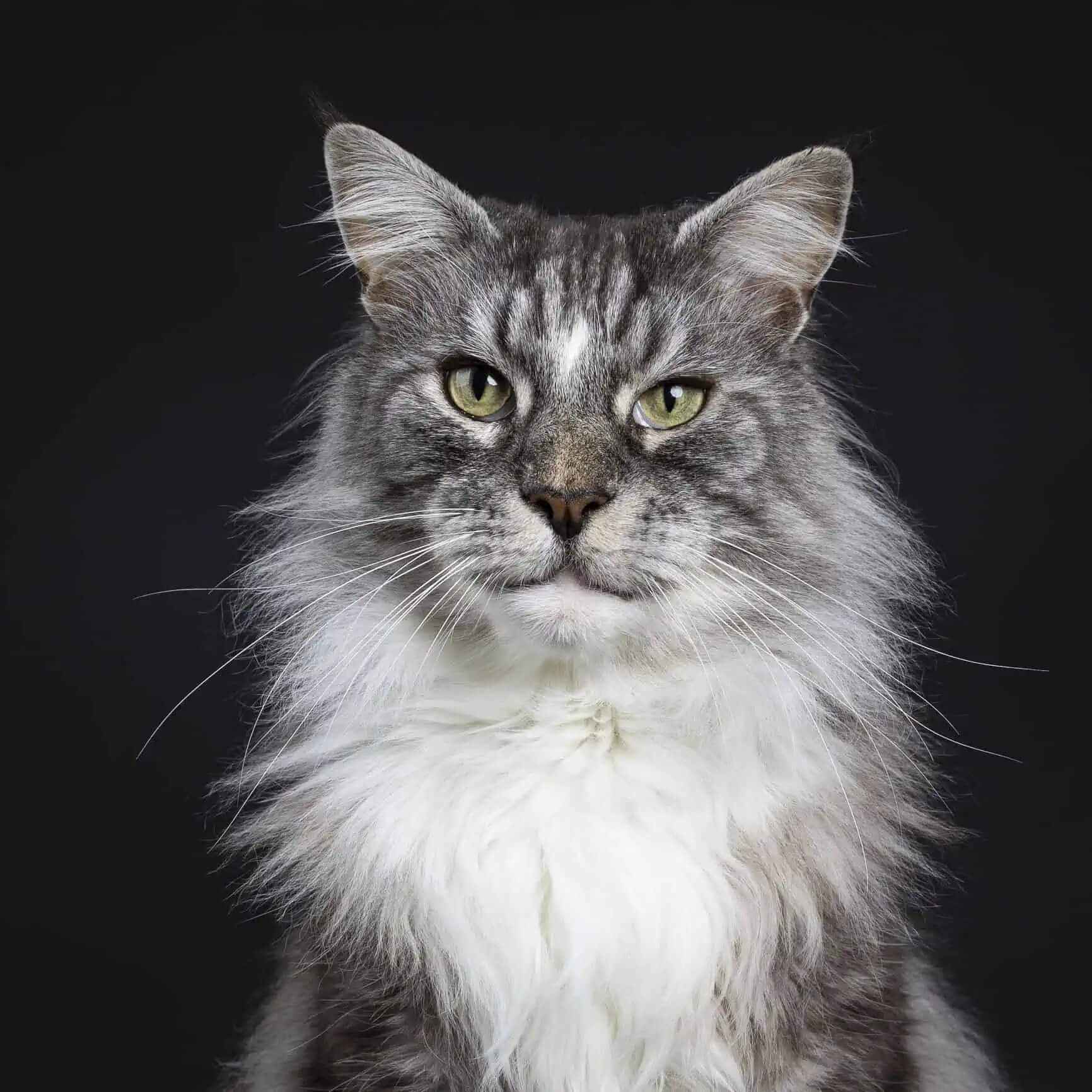 Senior cats