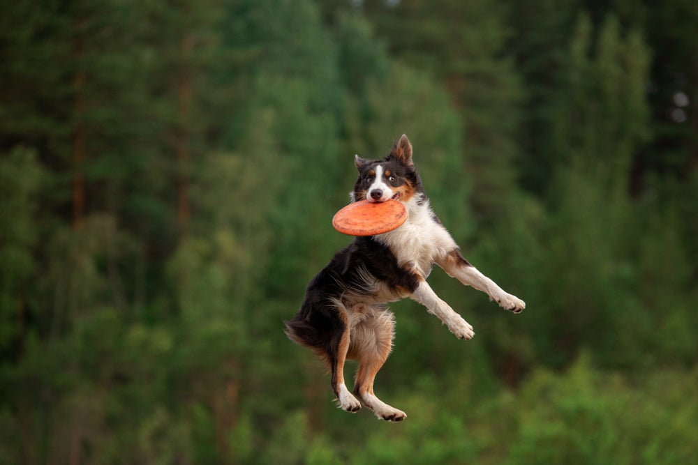 frisbee