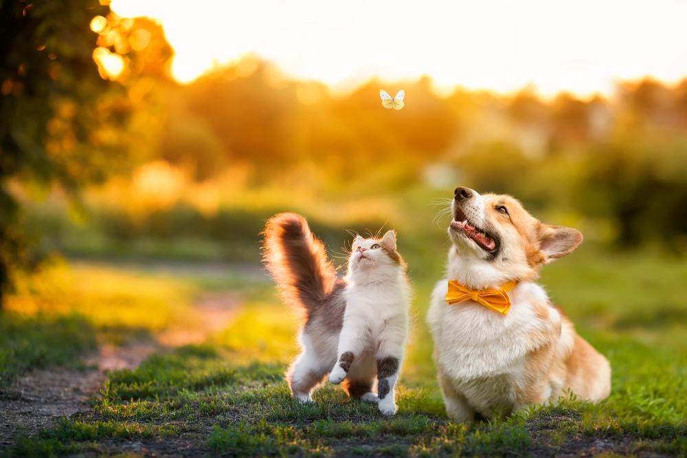 happy pet