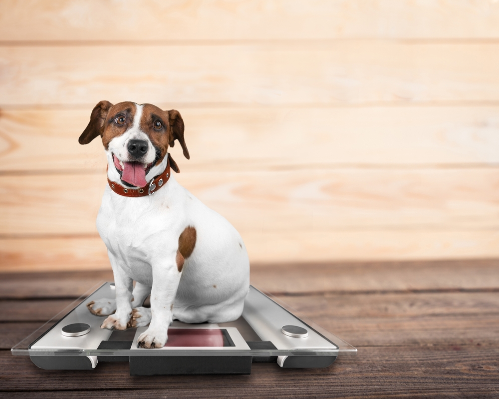 Dog on Scale