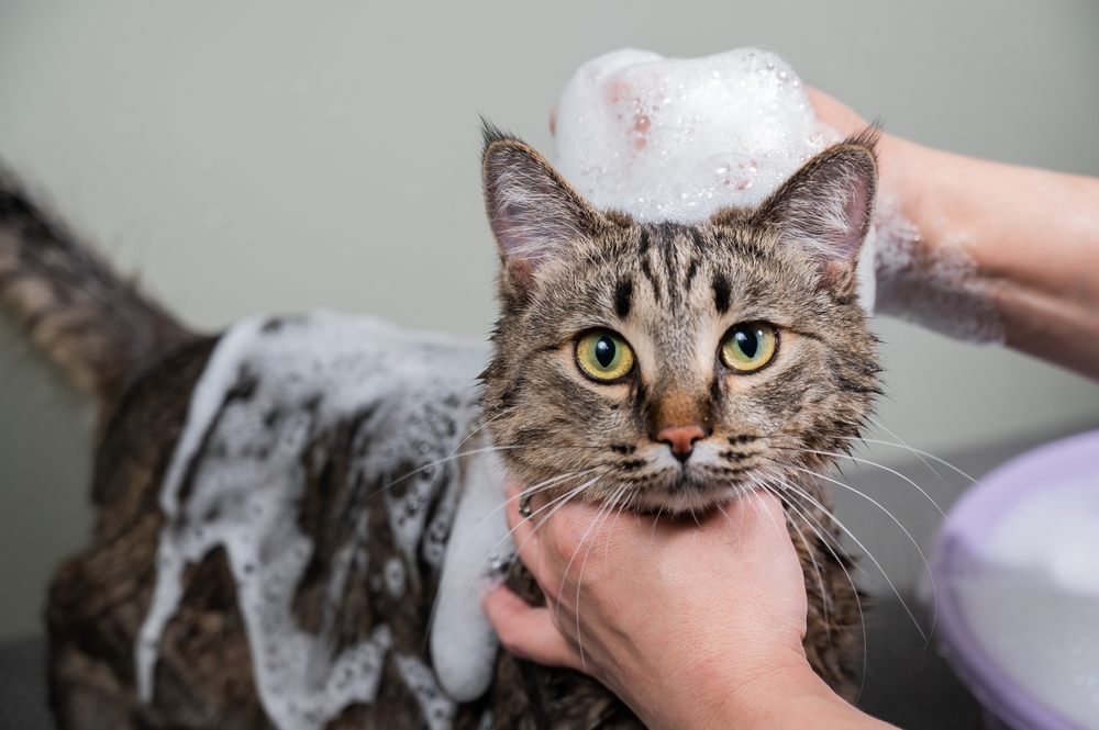 Cat bath