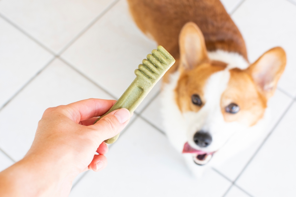 Pet dental