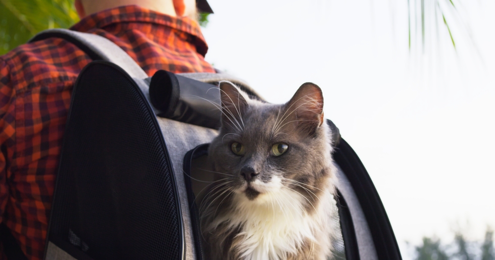 Cat Carry