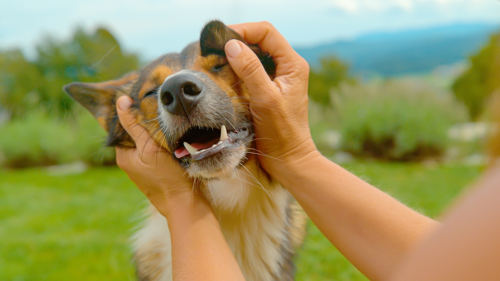Happy Dog