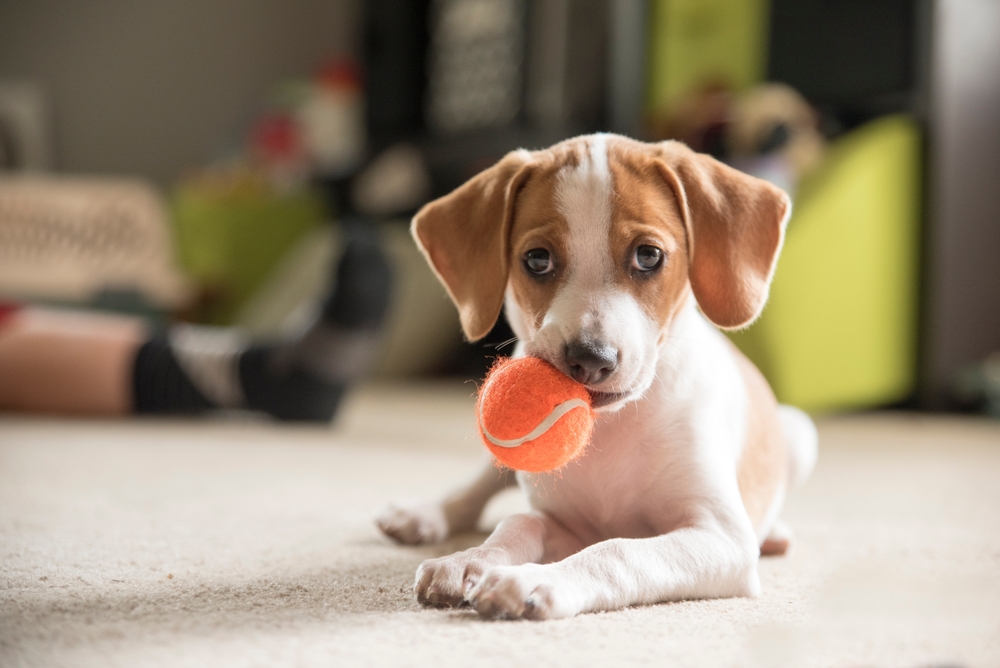puppy with ball