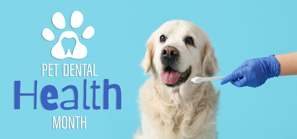 pet dental month