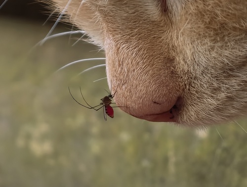 parasite