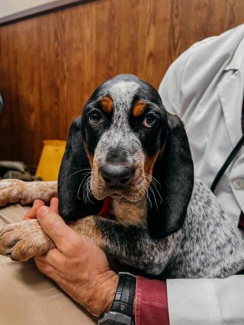 [practice:city] Veterinarian