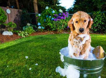 How to Bathe Your Pet