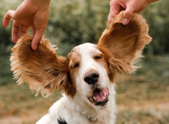 Signs Your Pet Has an Ear Infection