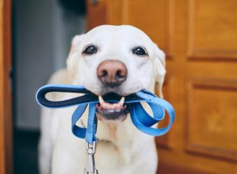 National Pet Health Insurance Day