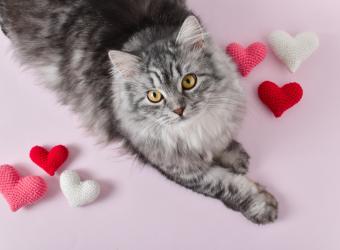 What Cat Lovers Want to Know About Cat Cardiology