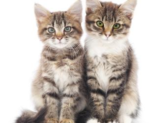 Understanding Pet Behavior: From Puppyhood to Senior Years