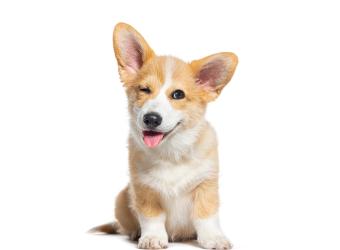 A Healthy Pet is a Happy Pet