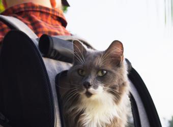 Traveling With Your Pet