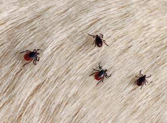 Parasite Prevention 101: Protecting Your Pet from Fleas, Ticks & Heartworms