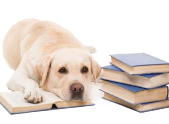 Understanding Pet Behavior: From Puppyhood to Senior Years