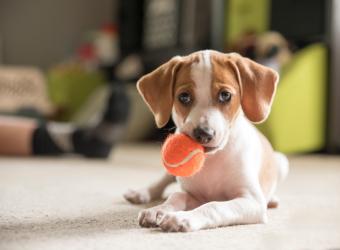 Enrichment for a Happier Pet