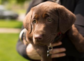 Joint Pain in Dogs and Cats