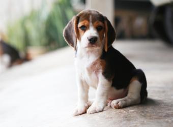 Finding the Right Puppy for Your Lifestyle