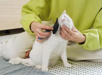 Catch Lumps and Bumps Early: Grooming with a Purpose