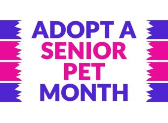 National Adopt a Senior Pet Month