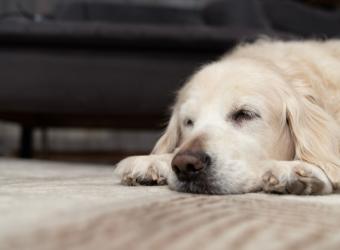 When Does My Pet Become a Senior?