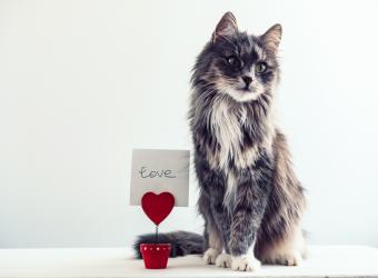 Caring for Senior Cats