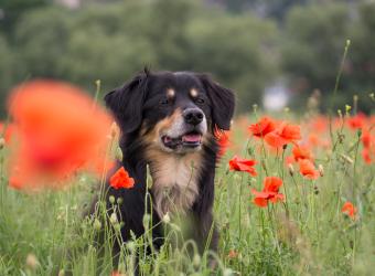 Senior Predisposed Conditions