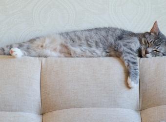 Choosing the Right Pet: Why Matching Breed to Lifestyle Matters