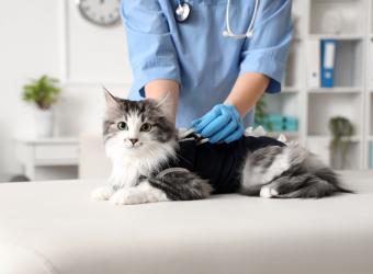 Prevention is the Best Medicine for Aging Pets
