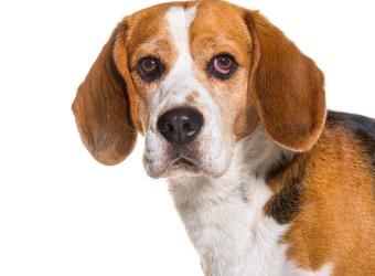 Planning for Long-Term Senior Care