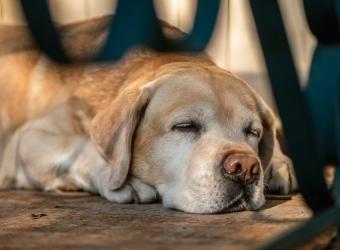 Caring for Senior Dogs