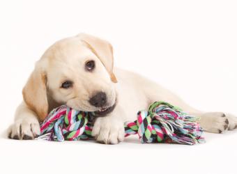 Setting Your New Puppy or Kitten Up for Success