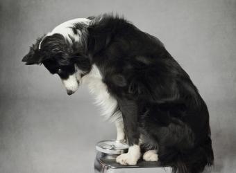 Why Feeding the Right Amount Matters